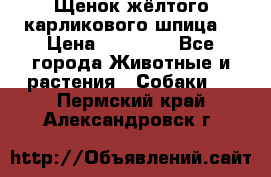 Щенок жёлтого карликового шпица  › Цена ­ 50 000 - Все города Животные и растения » Собаки   . Пермский край,Александровск г.